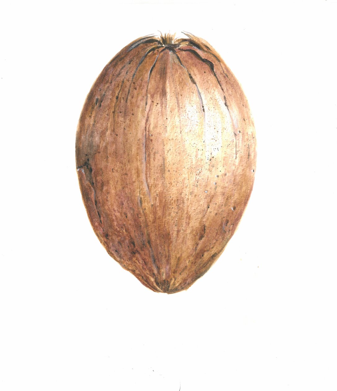 Kokosnoot, 2015 door Lincoln Seligman