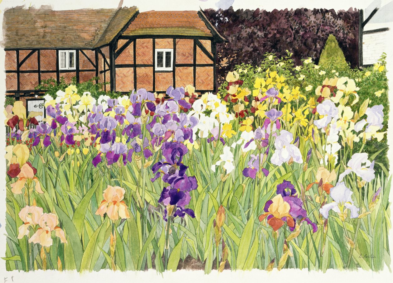 Iris door Linda Benton