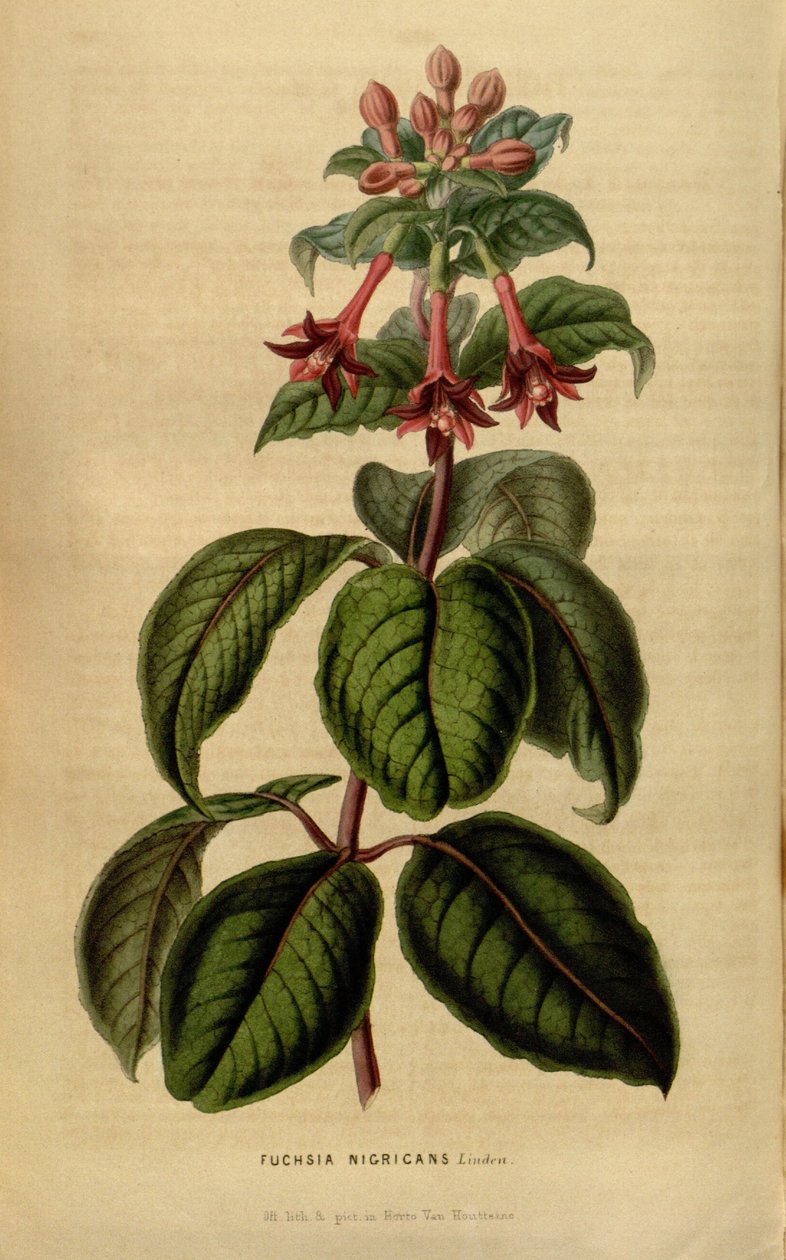 Fuchsia sylvatica door Linden