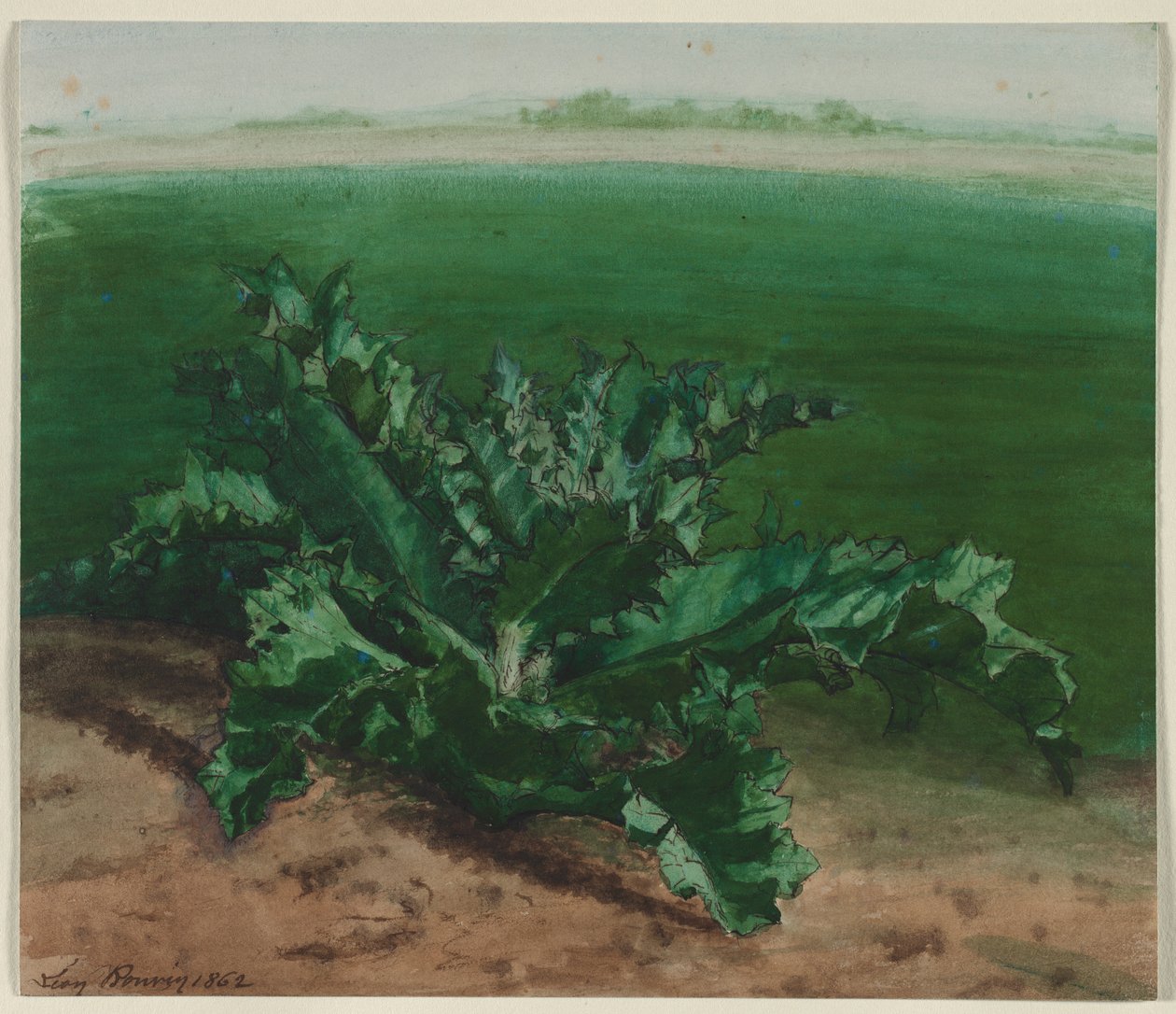 Studie van een plant, mogelijk distel door Léon Bonvin