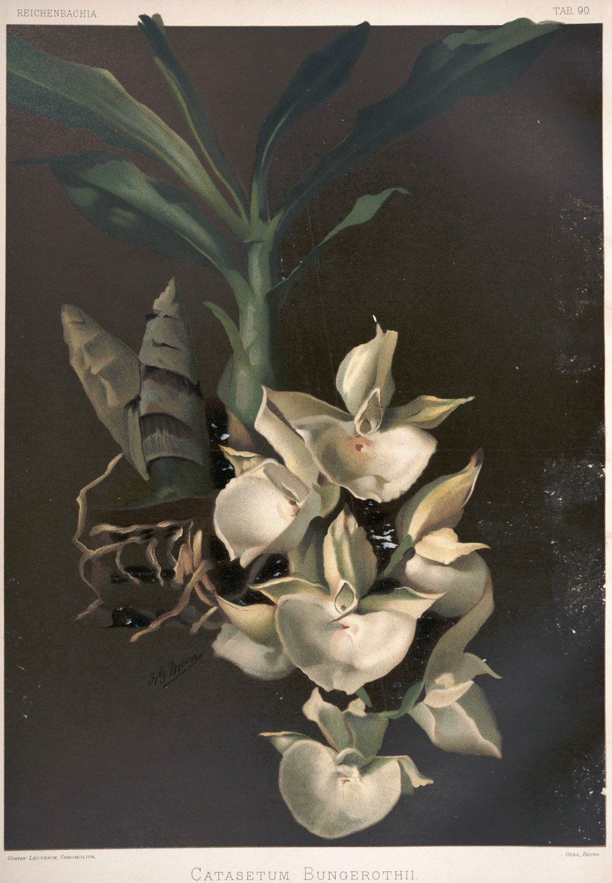 Catasetum pileatum als syn: Catasetum bungerothii door London H. Sotheran and Co.