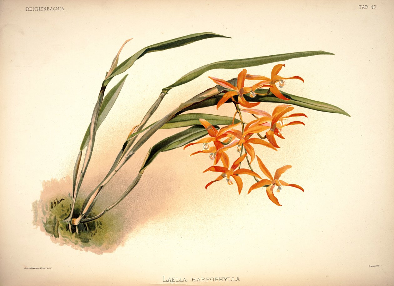 Cattleya harpophylla door London H. Sotheran and Co.