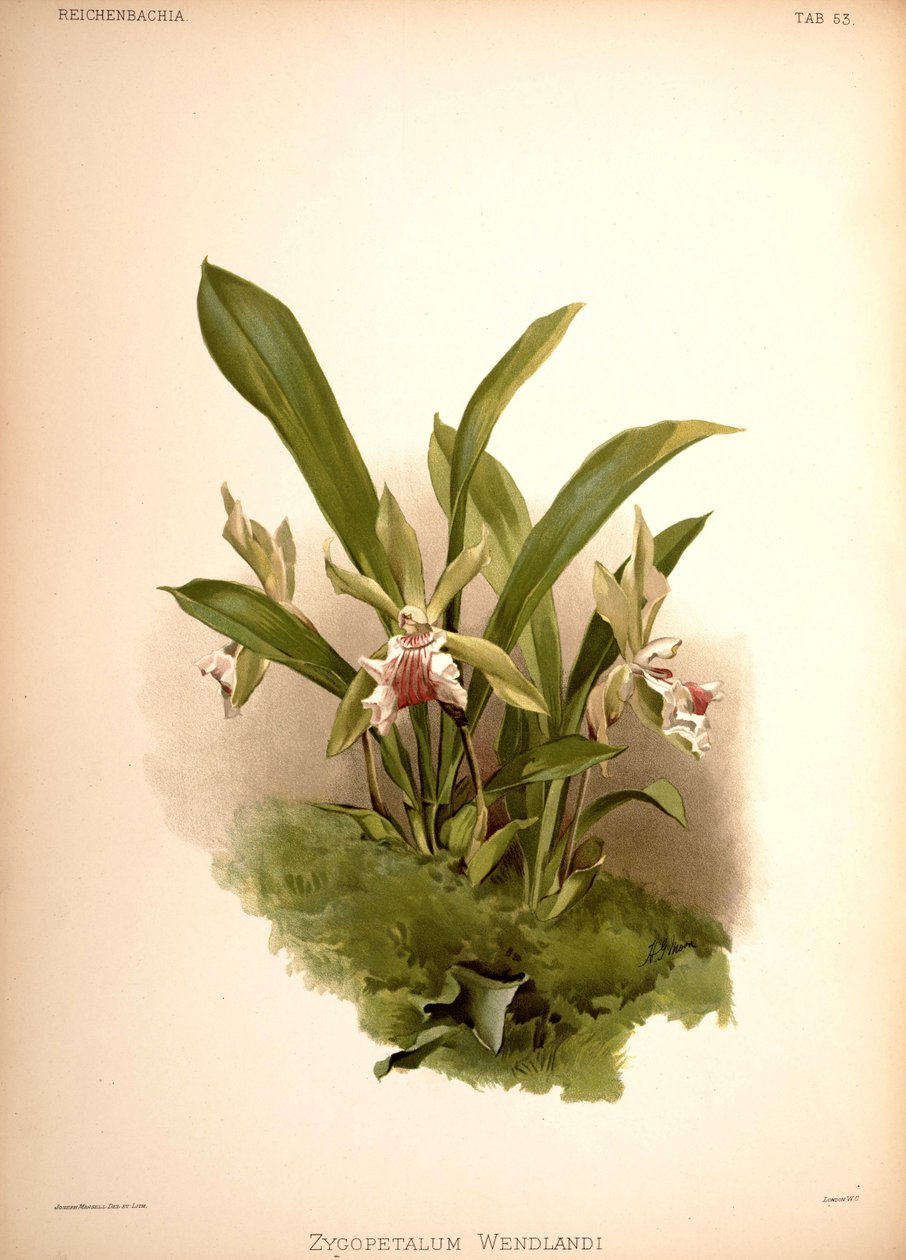 Cochleanthes aromatica, syn.: Zygopetalum wendlandii door London H. Sotheran and Co.
