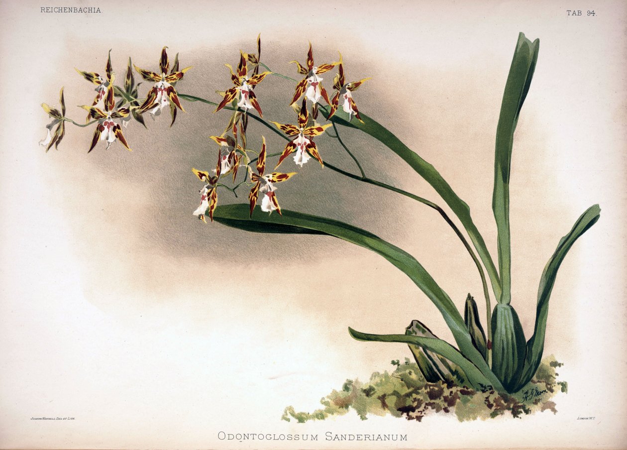 Odontoglossum constrictum als syn.: Odontoglossum sanderianum door London H. Sotheran and Co.
