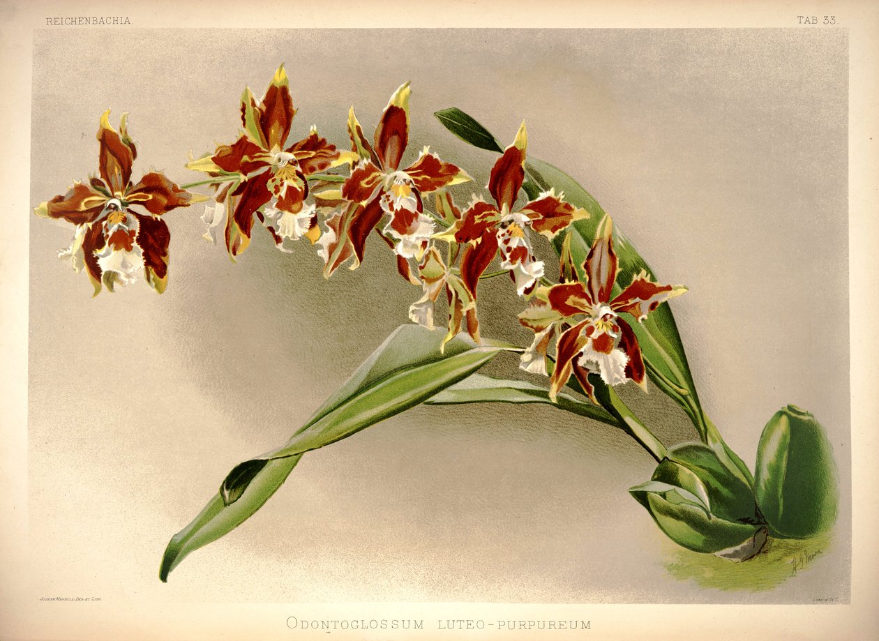 Odontoglossum luteopurpureum door London H. Sotheran and Co.
