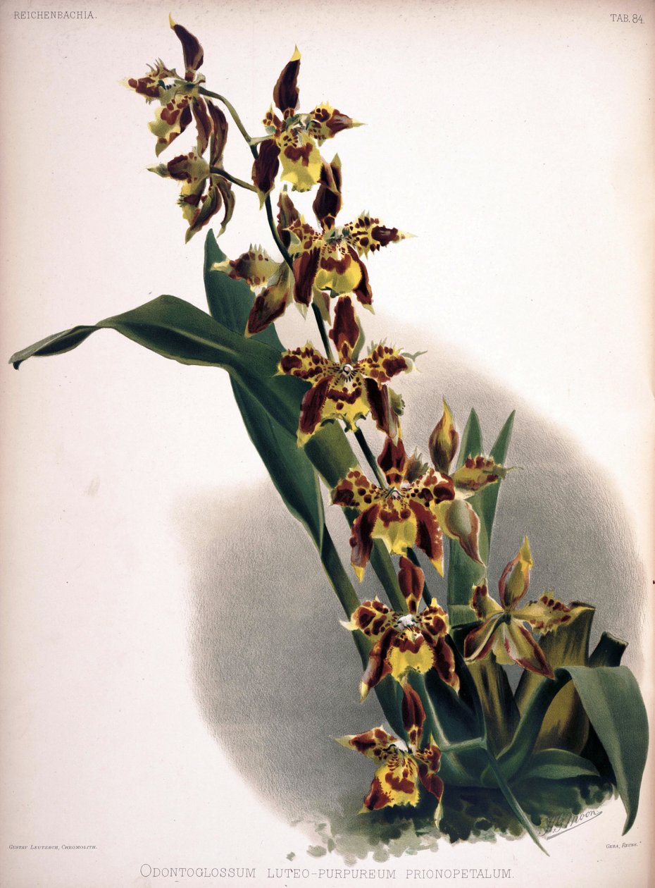 Odontoglossum luteopurpureum door London H. Sotheran and Co.