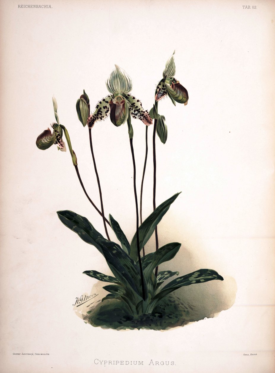 Paphiopedilum argus als syn: Cypripedium argus door London H. Sotheran and Co.