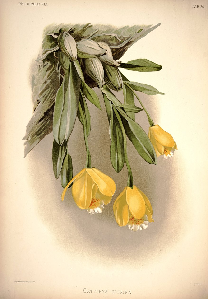 Prosthechea citrina (als: Cattleya citrina) door London H. Sotheran and Co.