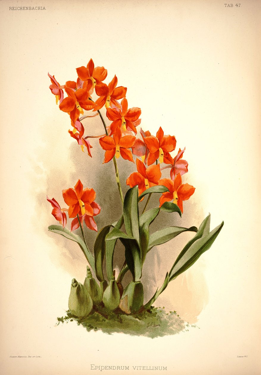 Prosthechea vitellina door London H. Sotheran and Co.
