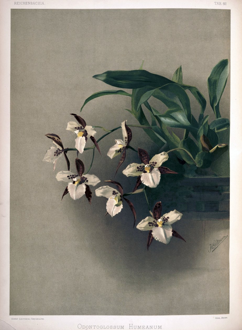 Rhynchostele × humeana als syn: Odontoglossum × humeanum door London H. Sotheran and Co.