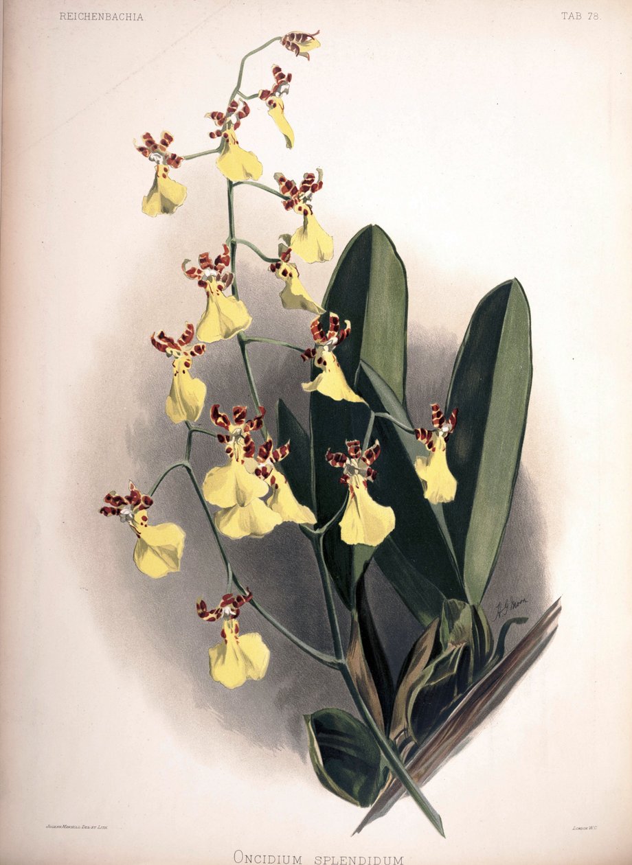 Trichocentrum splendidum als syn.: Oncidium splendidum door London H. Sotheran and Co.