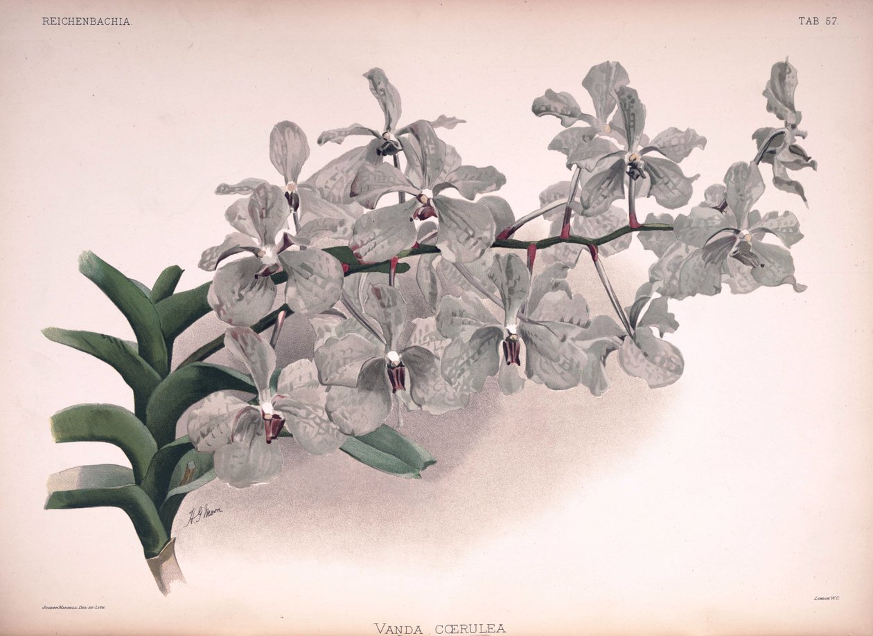 Vanda coerulea door London H. Sotheran and Co.