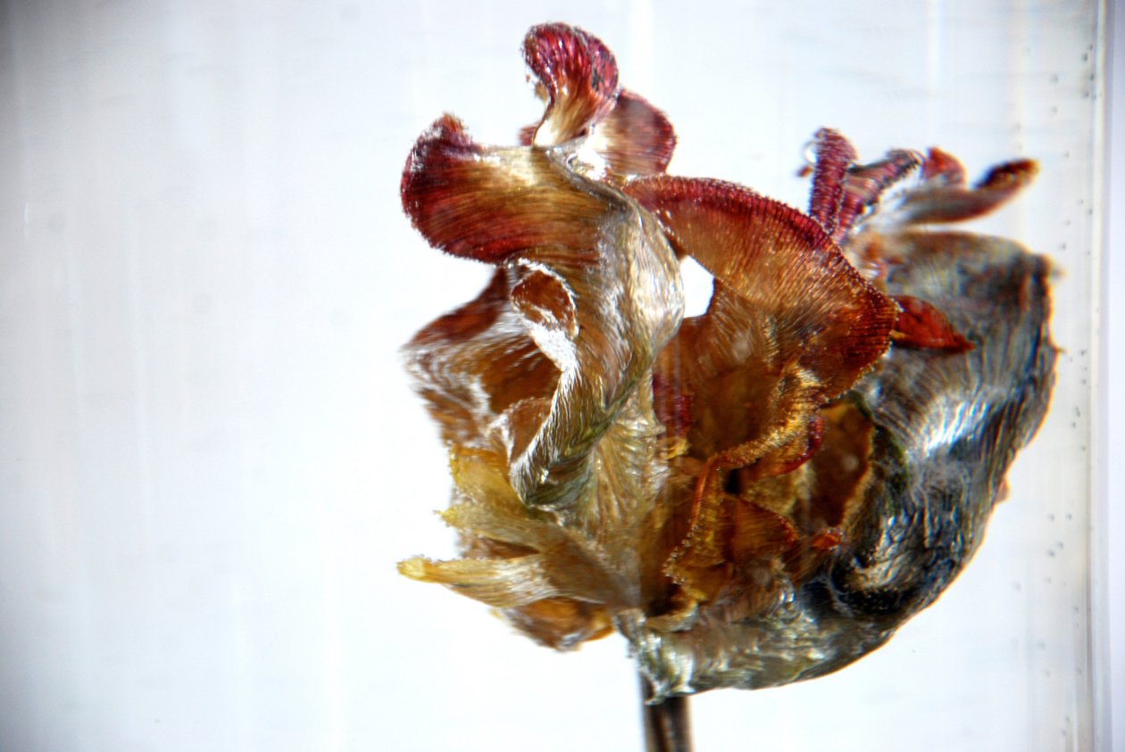 Watertulp 4, 2013, foto door Lou Gibbs