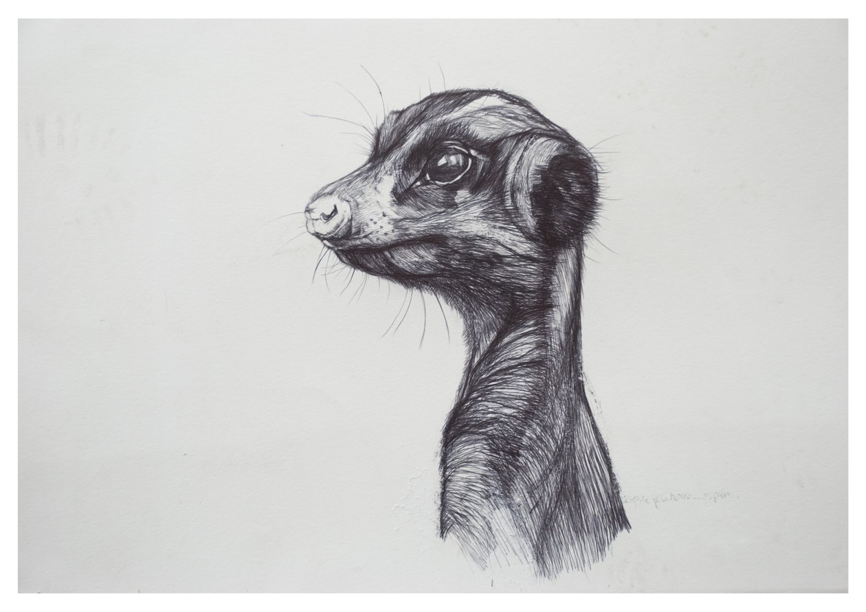 Stokstaartje, 2016 door Lou Gibbs