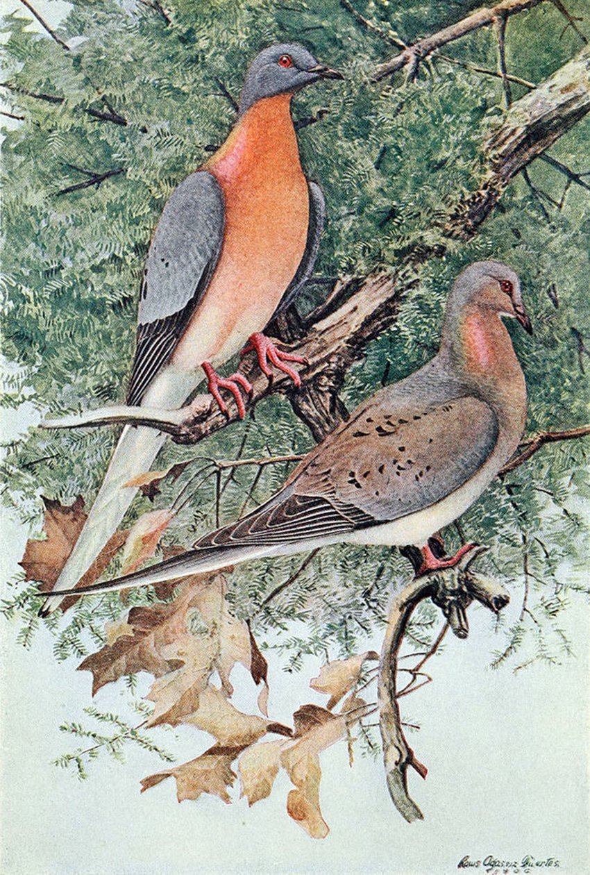 Paar passagiersduiven, 1906 door Louis Agassiz Fuertes