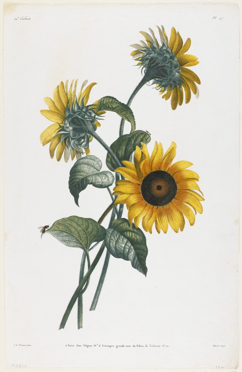 Studie van zonnebloemen, 1805 door Louis Charles Ruotte