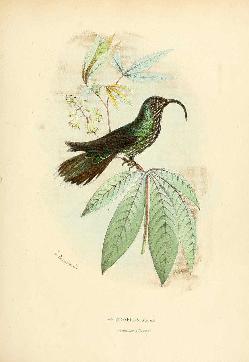 Eutoxeres aquila door Louis Victor Bevalet