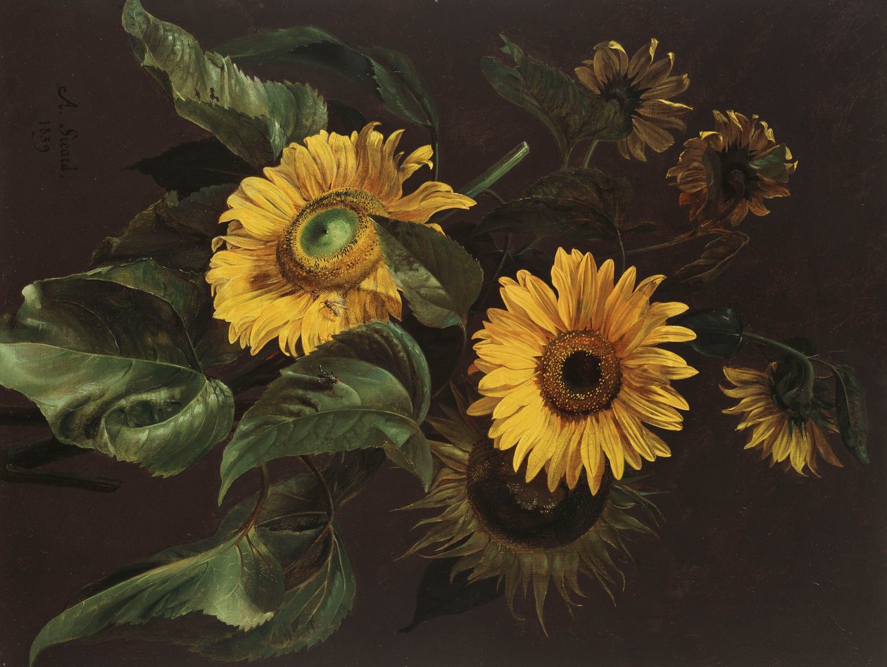 Zonnebloemen, 1839 door Louis Apollinaire Sicard