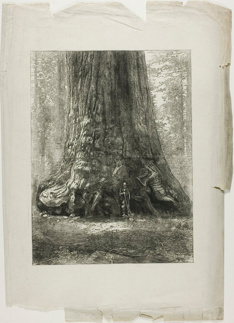 Verwrongen bomen door Louis Auguste Lepère