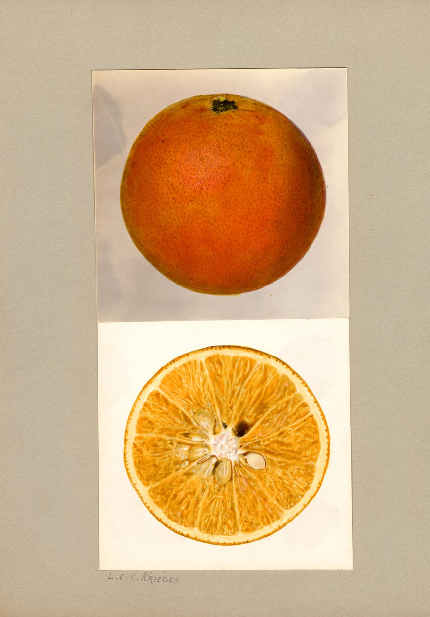 Ananassinaasappel (Citrus sinensis) door Louis Charles Christopher Krieger