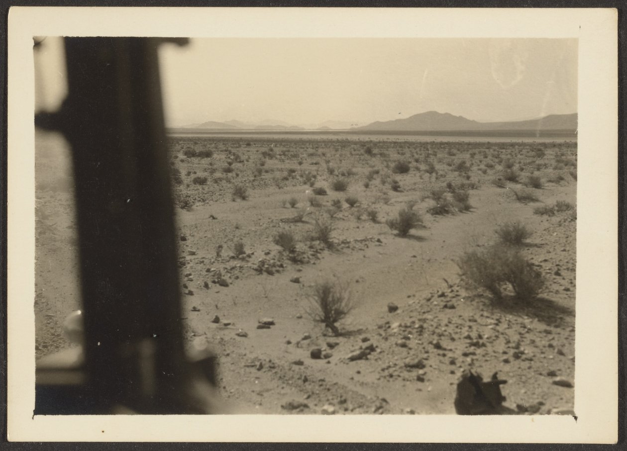 [Amargosa Woestijnplanten]. door Louis Fleckenstein