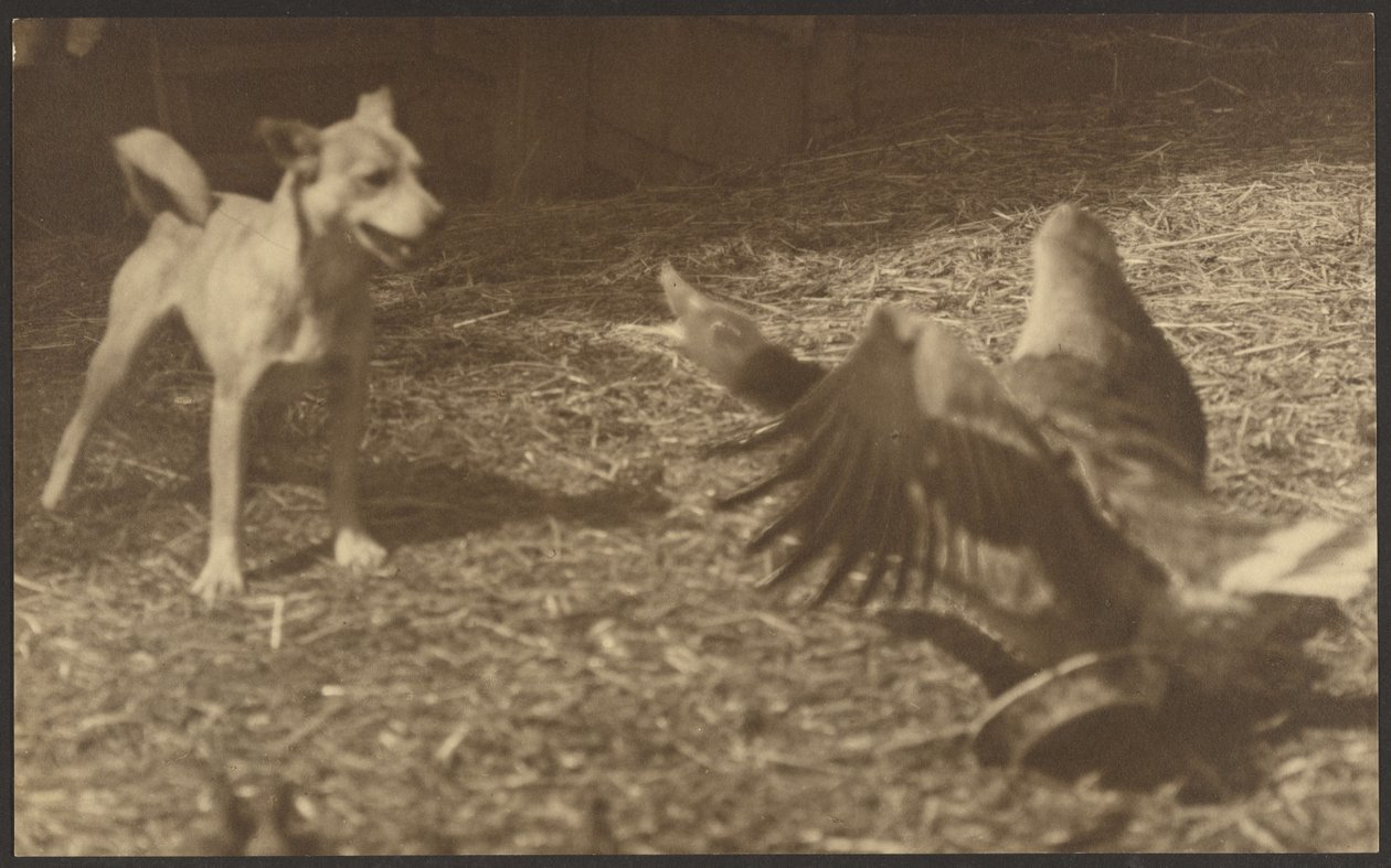 [Boze vogel en hond]. door Louis Fleckenstein