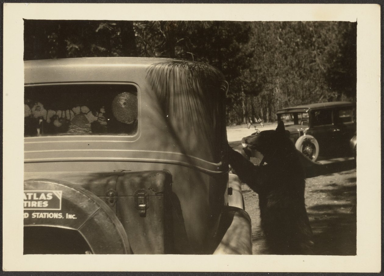 [Bear at Car]. door Louis Fleckenstein