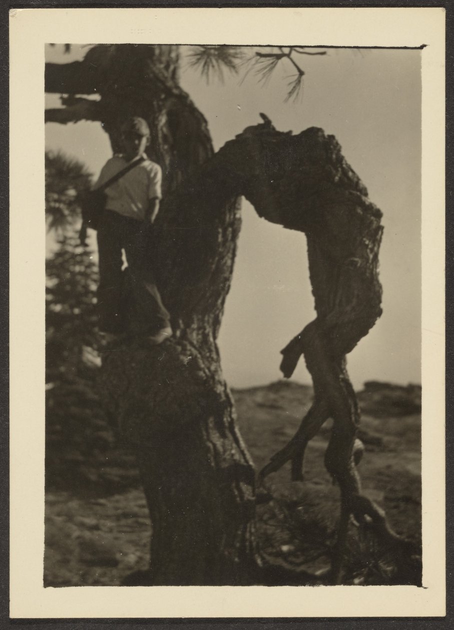 [Bobby op Knoop van Dennenboom]. door Louis Fleckenstein