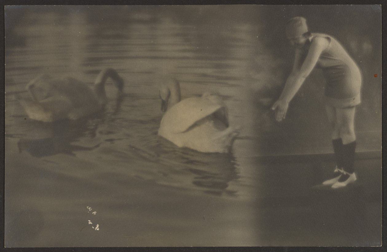 [Composiet van Zwanen en Duiker]. door Louis Fleckenstein