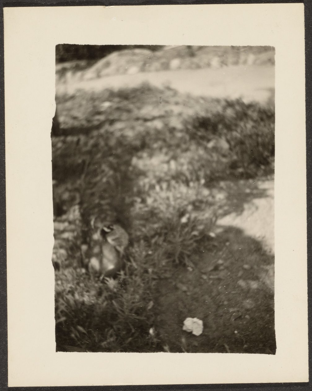 [Eend in Landschap] door Louis Fleckenstein