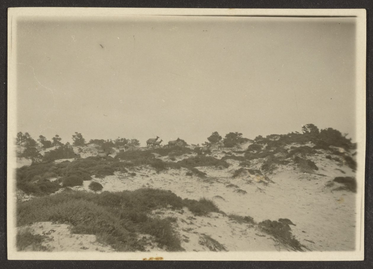 [Duinen] door Louis Fleckenstein