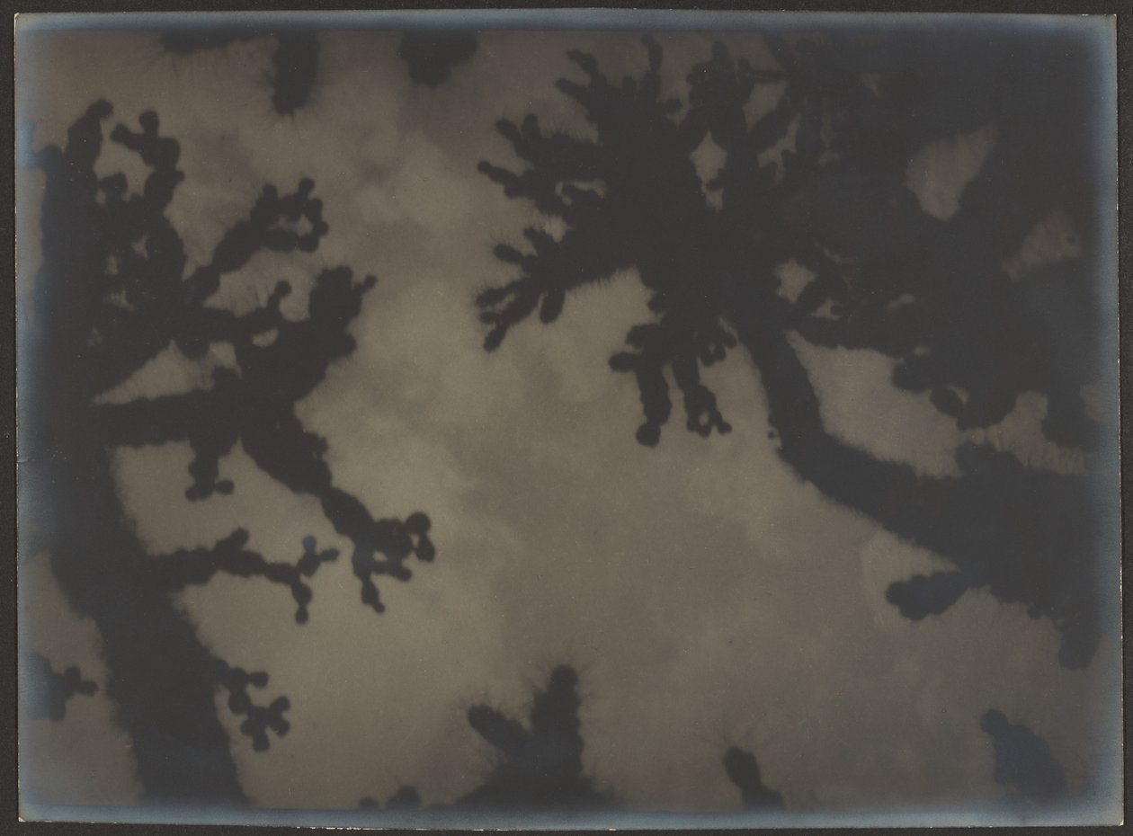 [Joshua Trees]. door Louis Fleckenstein