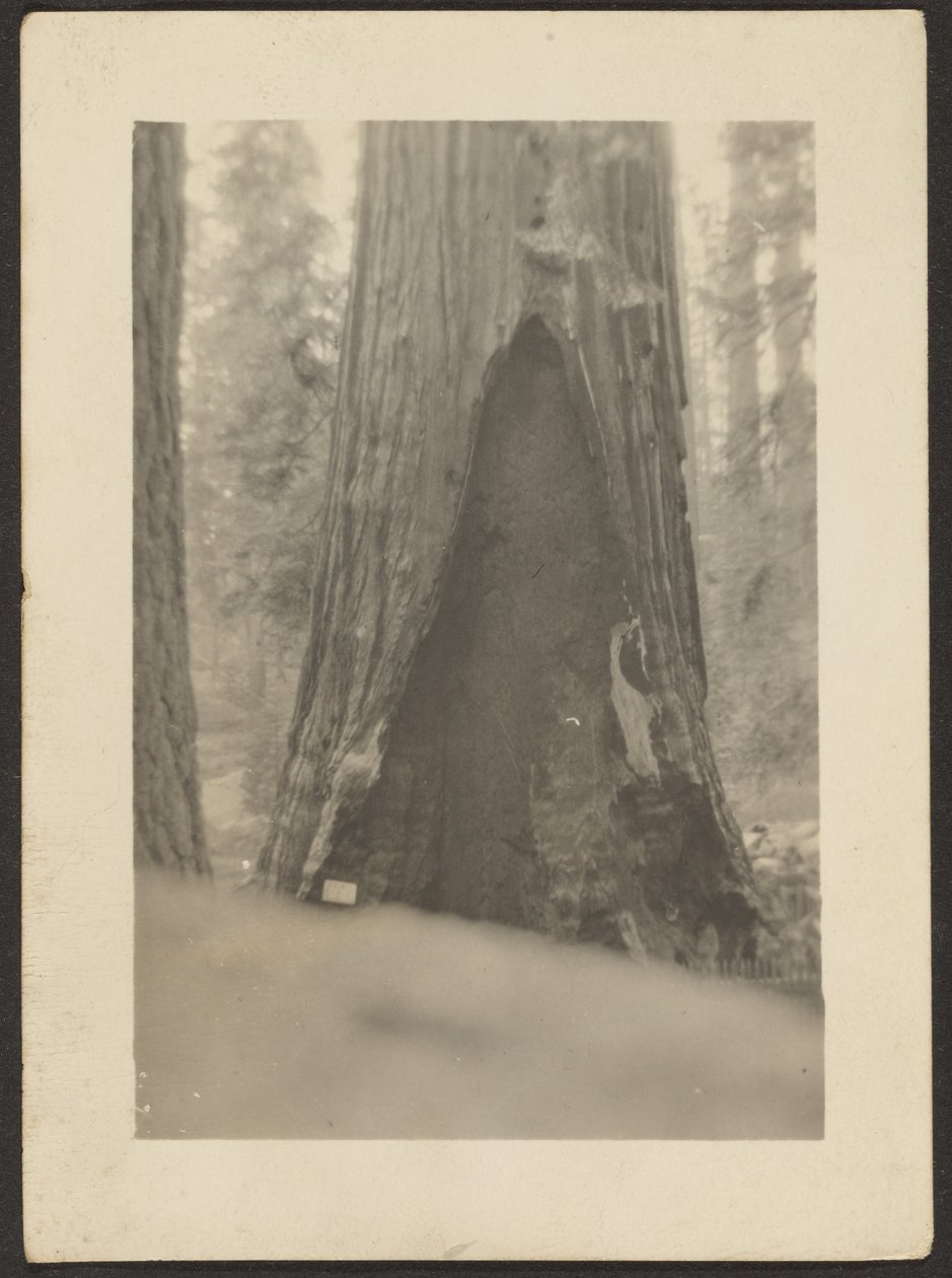 [Massive Tree] door Louis Fleckenstein