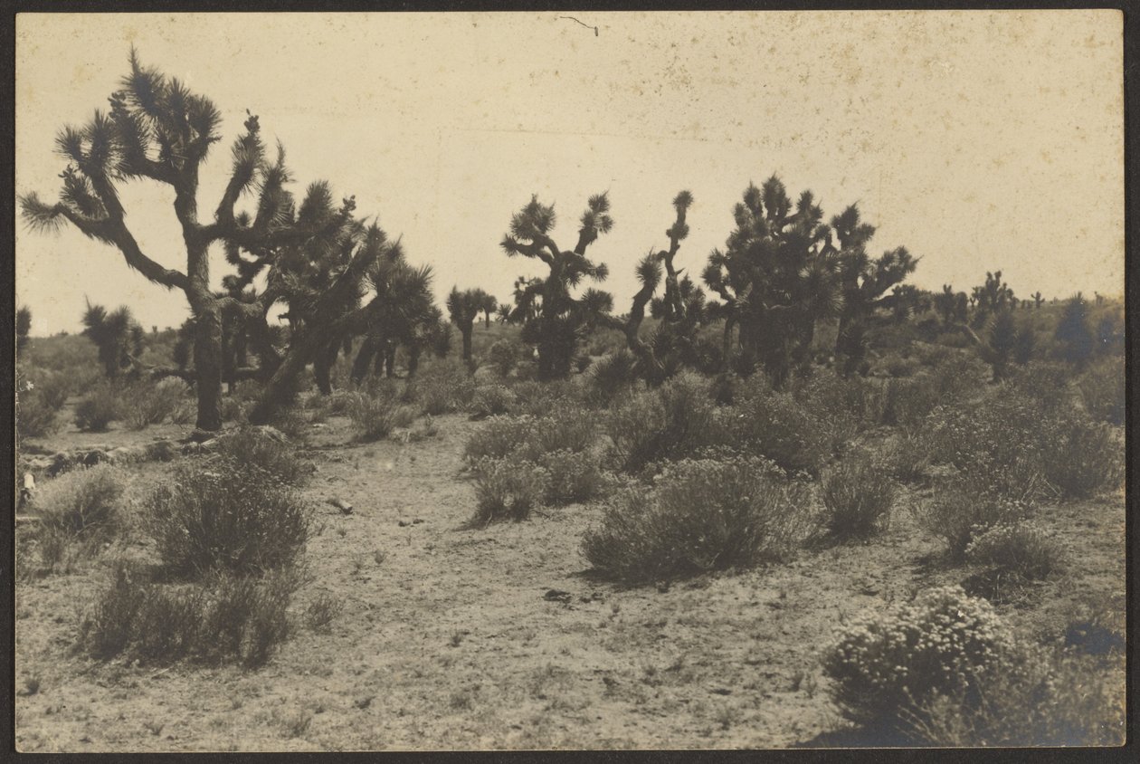 Mojave-woestijn door Louis Fleckenstein