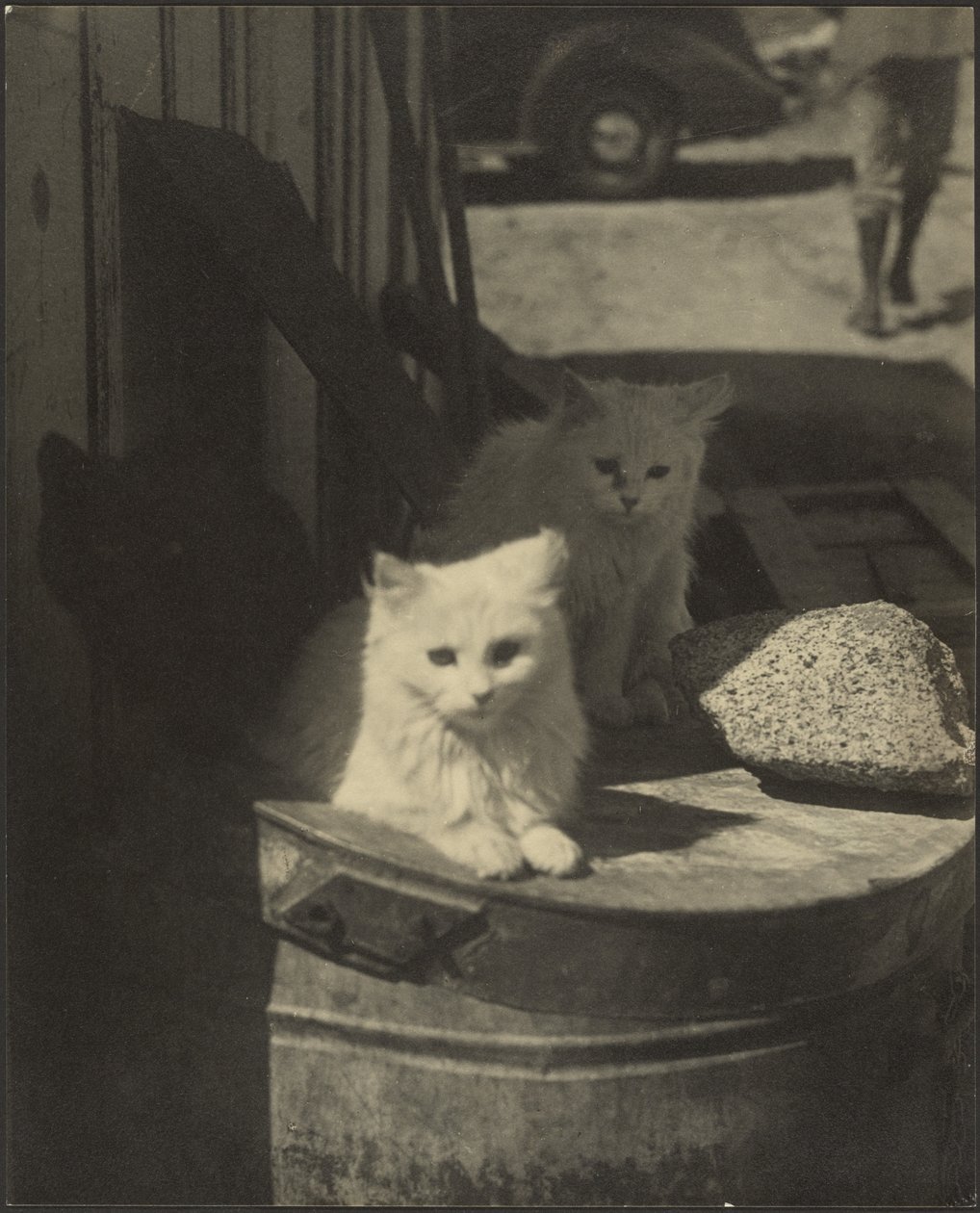 Drie kleine kittens door Louis Fleckenstein