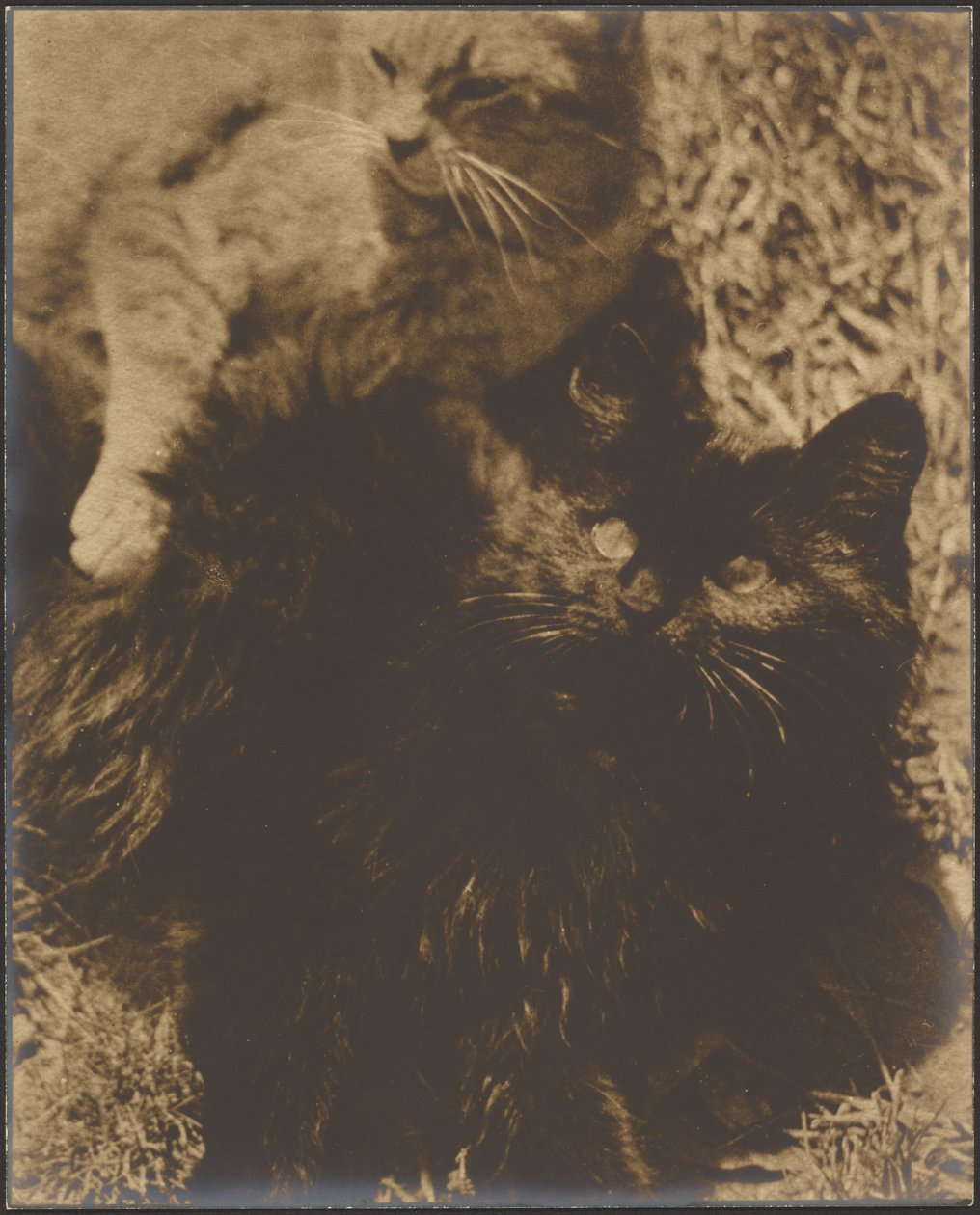 [Two Cats]. door Louis Fleckenstein