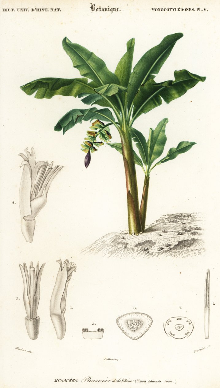 Banaan, Musa acuminata door Louis Joseph Edouard Maubert