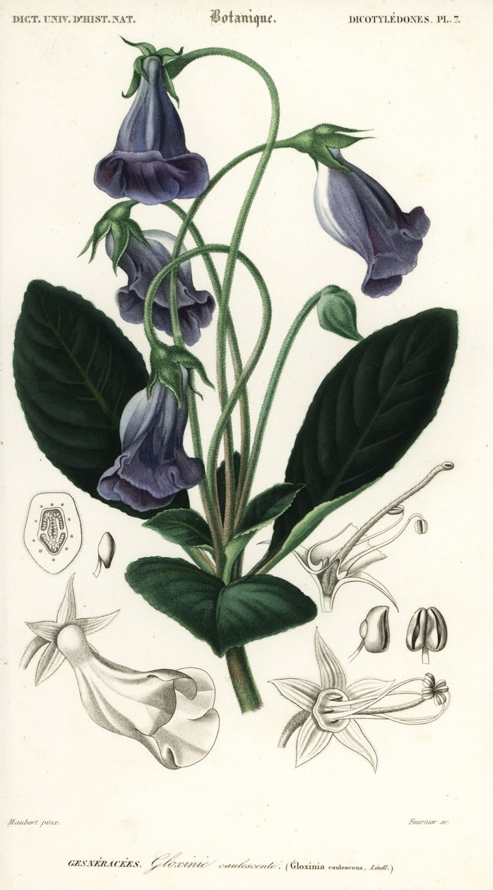 Braziliaanse gloxinia, Sinningia speciosa door Louis Joseph Edouard Maubert
