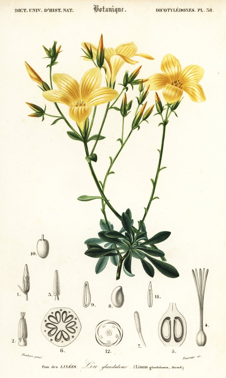 Linum campanulatum door Louis Joseph Edouard Maubert