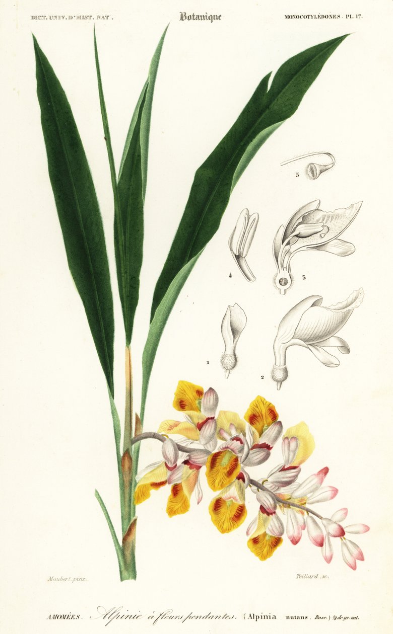 Schelpbloem, Alpinia nutans door Louis Joseph Edouard Maubert