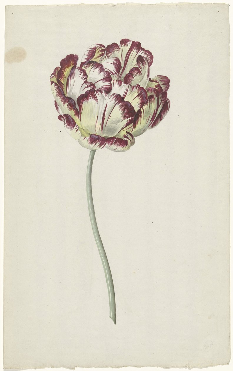 Tulp door Louis Moritz