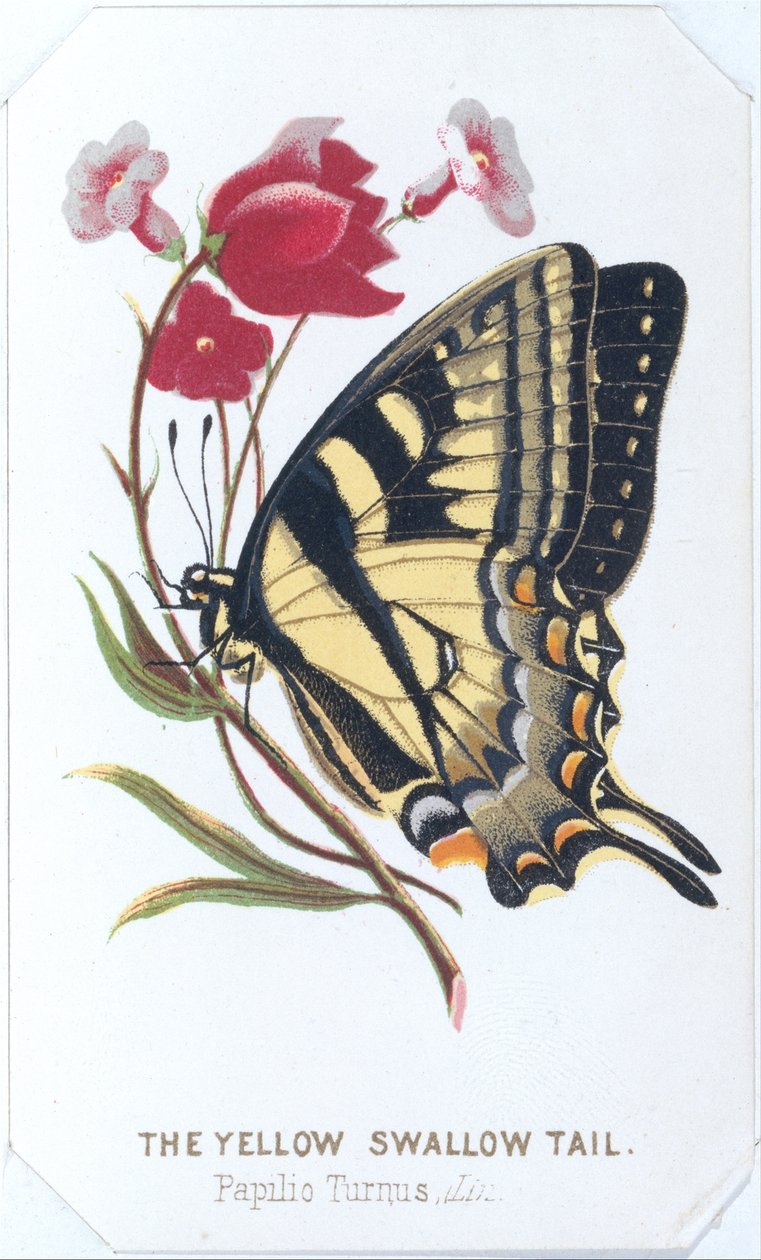 De gele koninginnenpage, 1860 door Louis Prang