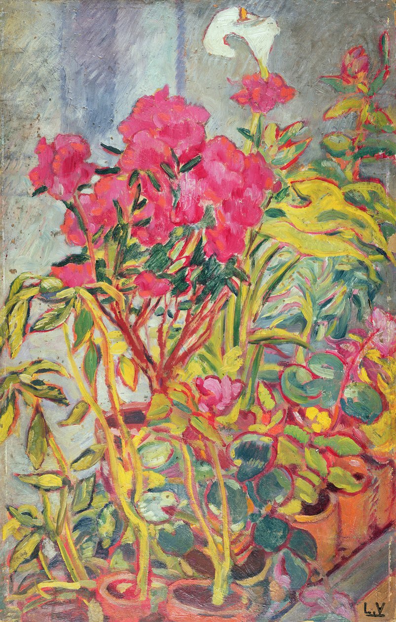 Azalea