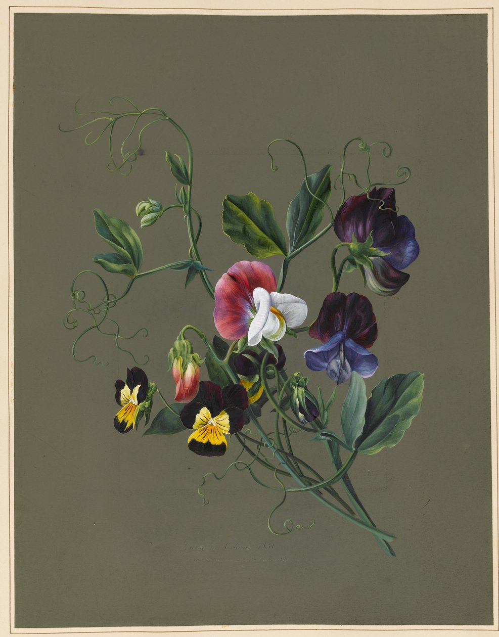 Lathyrus en Viooltjes, 1830 door Louise DOrleans
