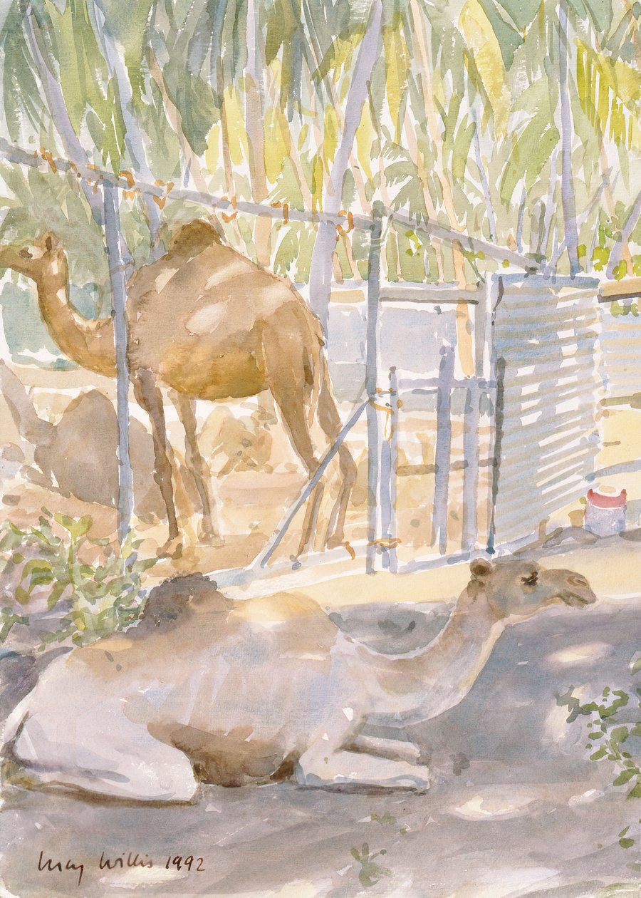 Kamelen in rust, Salala (Oman) door Lucy Willis