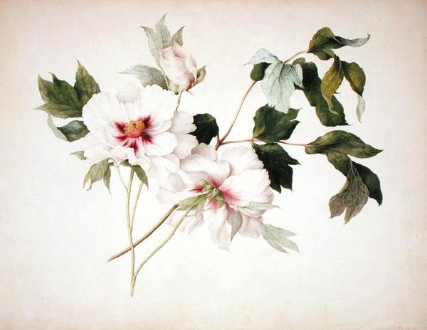 Paeonia suffruticosa door Lucy Cust