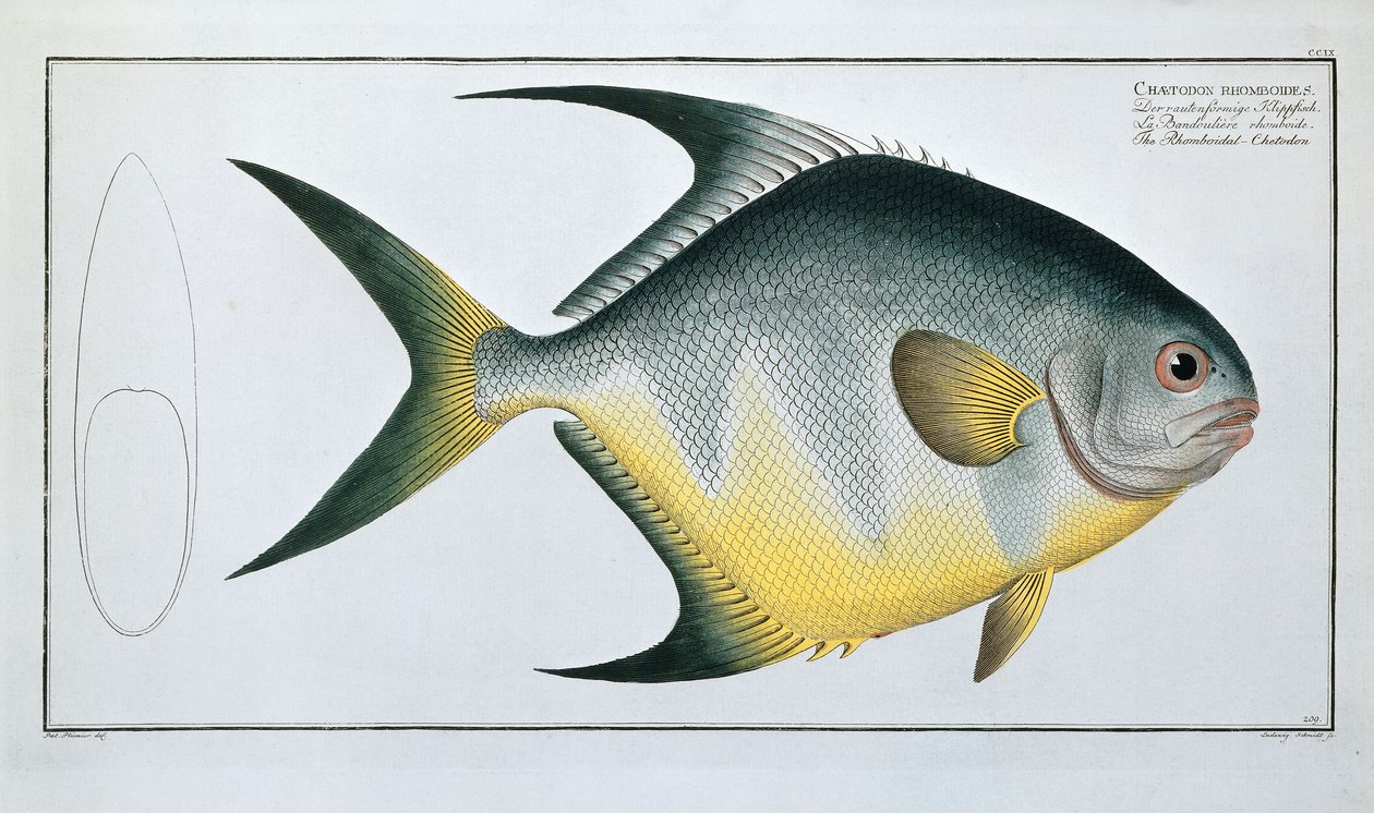 Rhomboidale Chetodon door Ludwig Schmidt