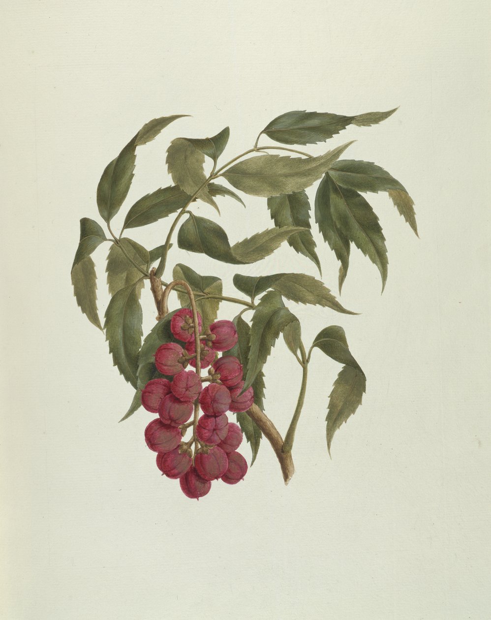 Korsuma (Bersama abyssinica) door Luigi Balugani