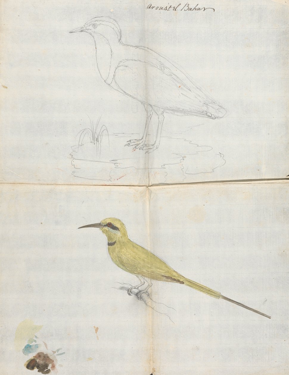 2 vogels "Aroust el Bahar" door Luigi Balugani