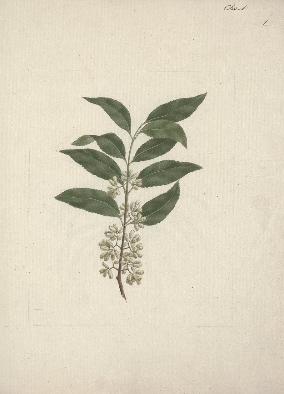 Catha edulis Forssk. (Khath): afgewerkte tekening door Luigi Balugani